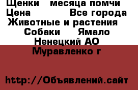 Щенки 4 месяца-помчи › Цена ­ 5 000 - Все города Животные и растения » Собаки   . Ямало-Ненецкий АО,Муравленко г.